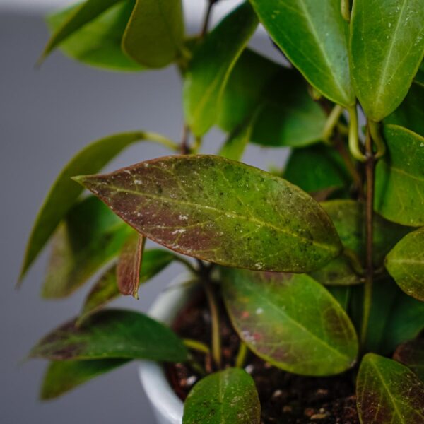 hoya-sunrise hoya-sunrise