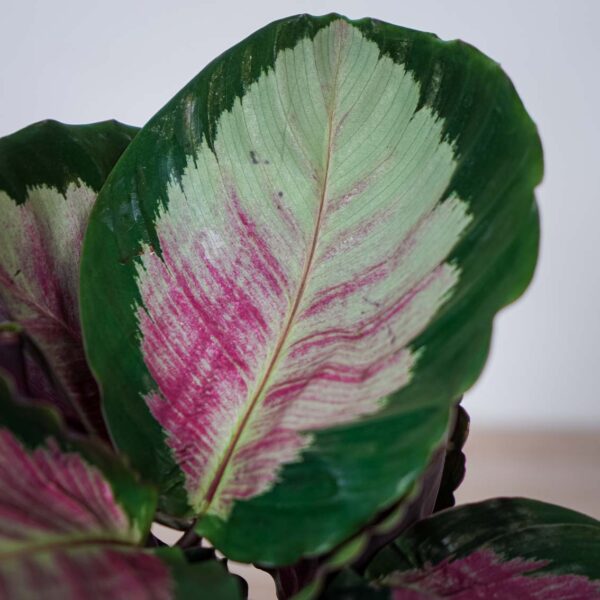 calathea-roseopicta-rosy (2) calathea-roseopicta-rosy
