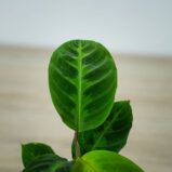 calathea-warscewiczii-baby