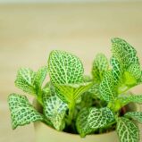 fittonia-anne-white