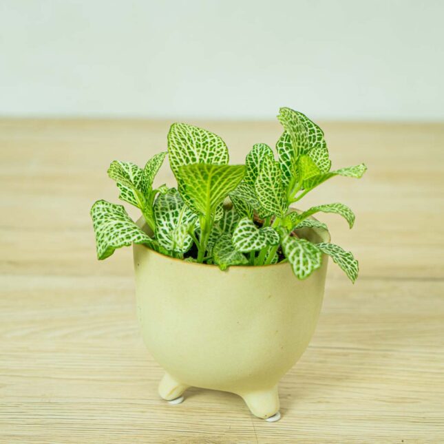 fittonia-anne-white