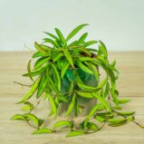 hoya-wayetii-longifolia-china-beans