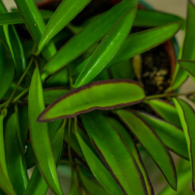 hoya-wayetii-longifolia-china-beans (2) hoya-wayetii-longifolia-china-beans