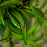 hoya-wayetii-longifolia-china-beans