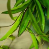hoya-wayetii-longifolia-china-beans
