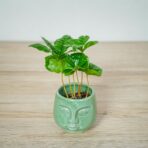 kawa-baby-coffee-arabica