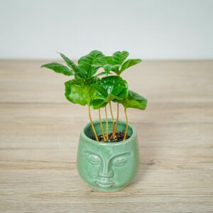 kawa-baby-coffee-arabica