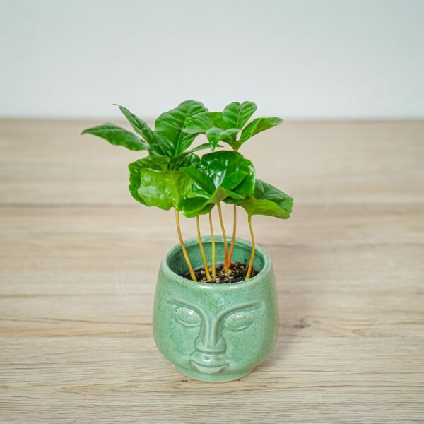 kawa-baby-coffee-arabica kawa-baby-coffee-arabica
