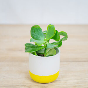 crassula-arborescens-baby-grubosz