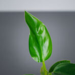 philodendron-golden-princess-baby