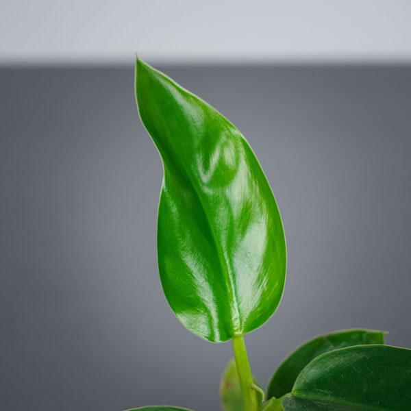 philodendron-golden-princess-baby philodendron-golden-princess-baby