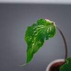 caladium-sparkler