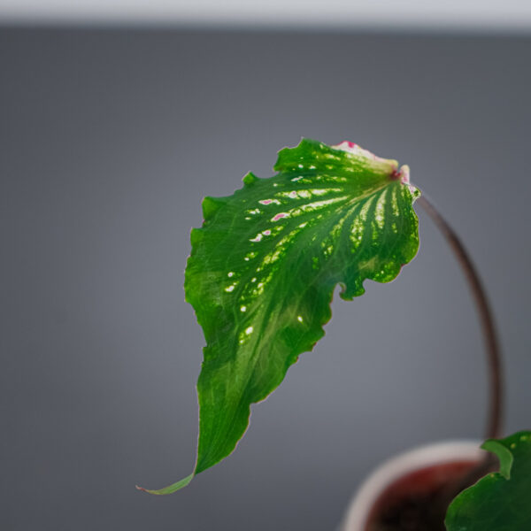 caladium-sparkler caladium-sparkler