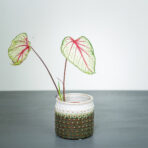 caladium-fantasy
