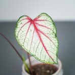 caladium-fantasy
