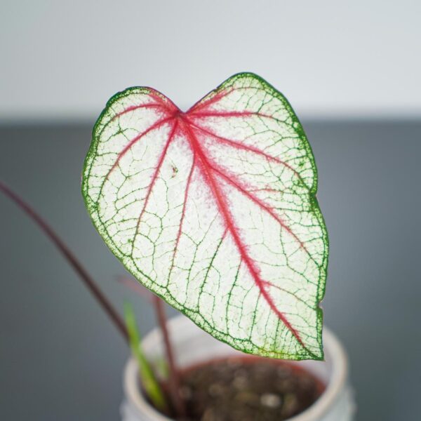 caladium-fantasy caladium-fantasy
