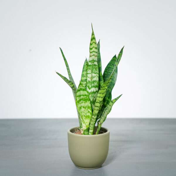 sansevieria-trifasciata-black-coral-baby sansevieria-trifasciata-black-coral-baby