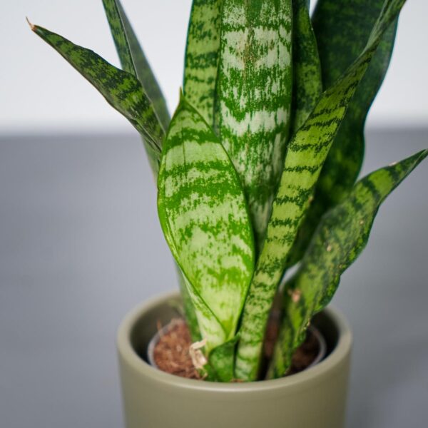 sansevieria-trifasciata-black-coral-baby sansevieria-trifasciata-black-coral-baby