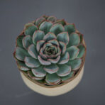 eszeweria-herclues-echeveria
