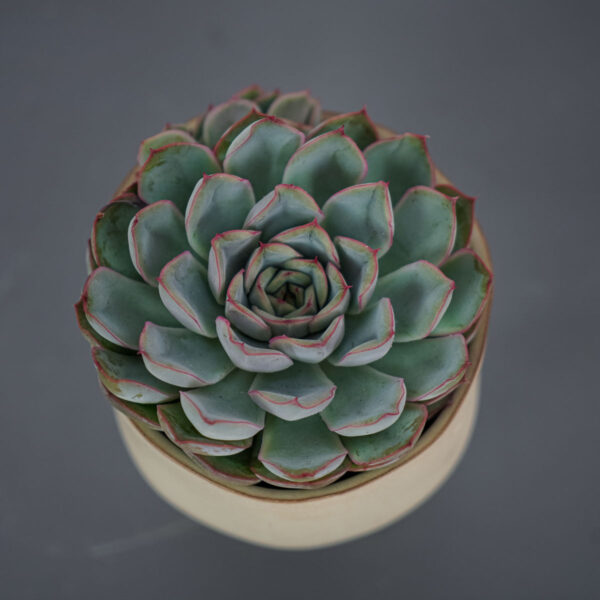eszeweria-herclues-echeveria eszeweria-herclues-echeveria