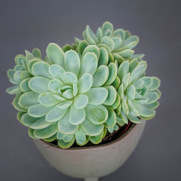 eszeweria-elegans-echeveria eszeweria-elegans-echeveria