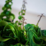 eszynantus-twister-aeschynanthus