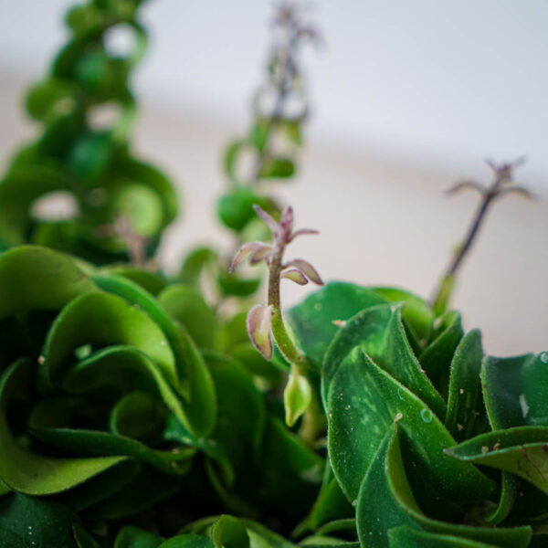 eszynantus-twister-aeschynanthus eszynantus-twister-aeschynanthus
