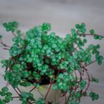 pilea-glaucophylla-greyzy