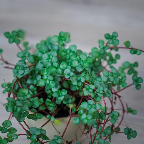 pilea-glaucophylla-greyzy pilea-glaucophylla-greyzy