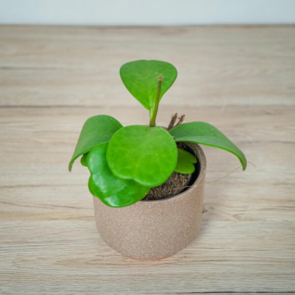 hoya-kerrii hoya-kerrii