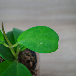 hoya-kerrii