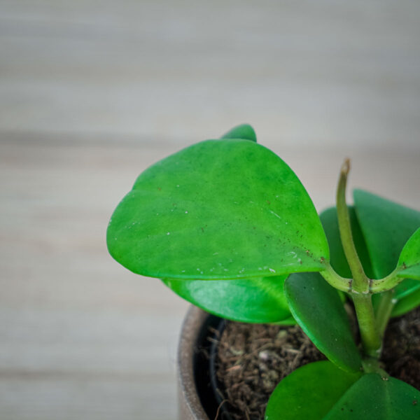 hoya-kerrii hoya-kerrii