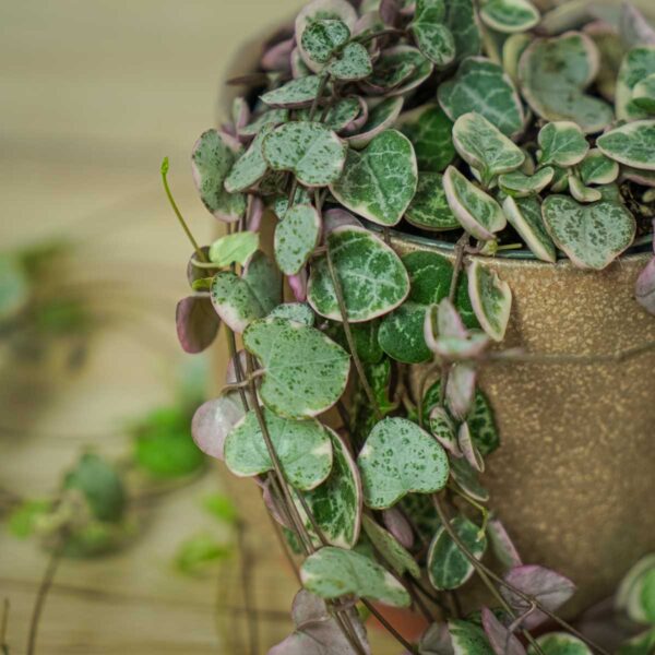 ceropegia-woodii-variegata ceropegia-woodii-variegata