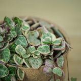 ceropegia-woodii-variegata