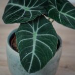 alokazja-black-velvet-alocasia