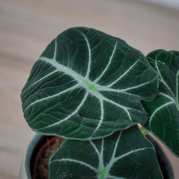 alokazja-black-velvet-alocasia alokazja-black-velvet-alocasia