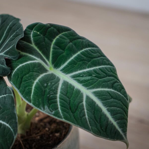 alokazja-black-velvet-alocasia alokazja-black-velvet-alocasia