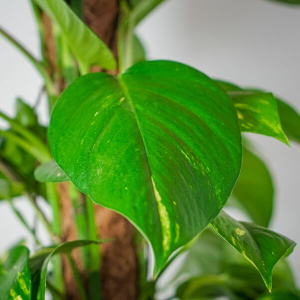 epipremnum-zlociste-na-paliku-epipremnum-aureum-gigant epipremnum-zlociste-na-paliku-epipremnum-aureum-gigant