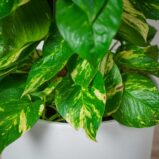 epipremnum-zlociste-na-paliku-epipremnum-aureum-gigant