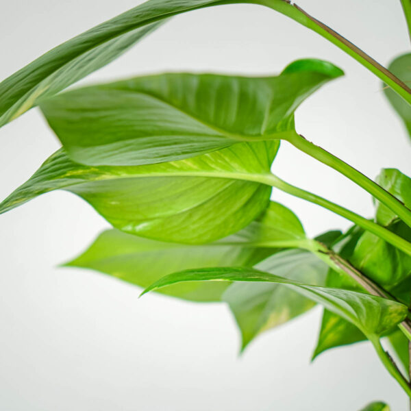 epipremnum-zlociste-na-paliku-epipremnum-aureum-gigant epipremnum-zlociste-na-paliku-epipremnum-aureum-gigant