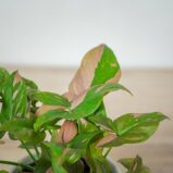 syngonium-red-spot