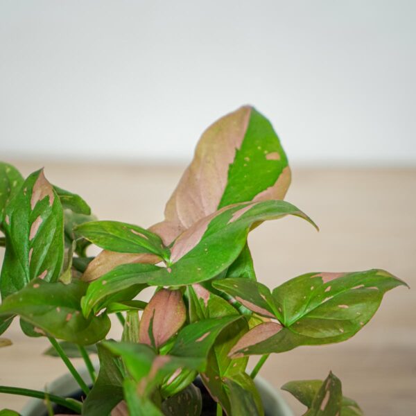 Różowe rośliny doniczkowe Syngonium red spot - Liście