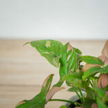 syngonium-red-spot