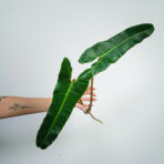 philodendron-billietiae-x-atabapoense-sadzonka