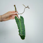 philodendron-billietiae-x-atabapoense-sadzonka