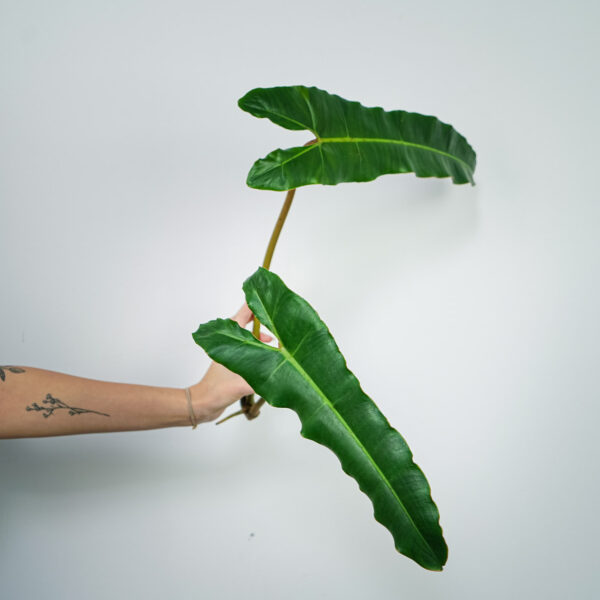 philodendron-billietiae-x-atabapoense-sadzonka philodendron-billietiae-x-atabapoense-sadzonka