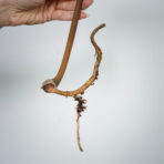 philodendron-billietiae-x-atabapoense-sadzonka