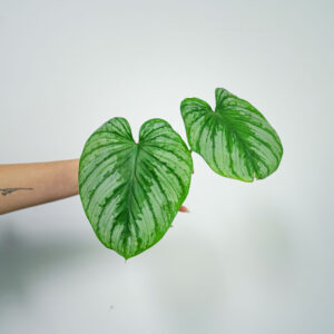 philodendron-mamei-silver-sadzonka