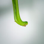 philodendron-mamei-silver-sadzonka