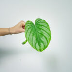 philodendron-mamei-silver-sadzonka
